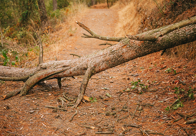Fallen tree blocking a dirt path, surrounded by dry leaves and greenery in a forested area.